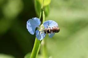 Commelina Diffusa Plant