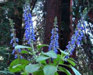 Plectranthus Barbatus Plant