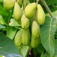 Terminalia Chebula Plant