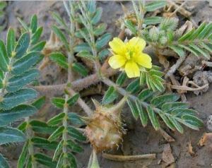 Tribulus Terrestris Plant