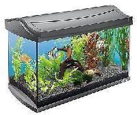 fish aquariums