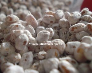 mushroom seeds