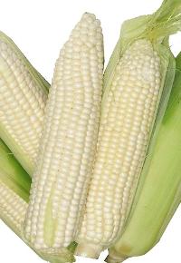 White Corn