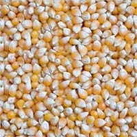 Yellow Maize Seeds