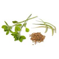 Fenugreek