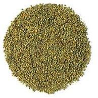 Pearl Millet Seeds