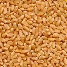 Wheat Seeds