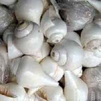 White Seashells