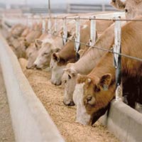 Cattle Feed