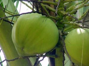 Green Coconuts