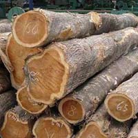 Nigeria Teak Wood Logs