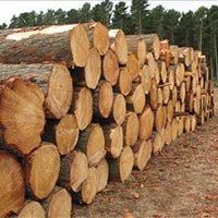 Radiata Pine Logs