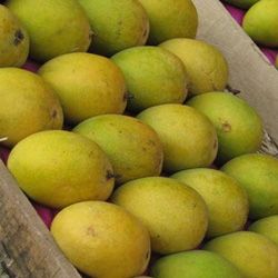 Fresh Indian Mango