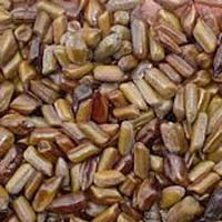 Cassia Tora Seeds