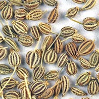 Thymol Seeds