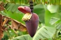 Banana Flower