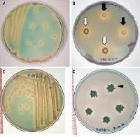 Phosphate Solubilizing Bacteria