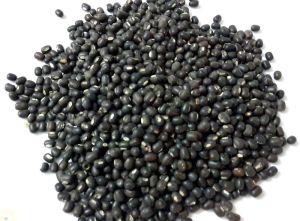 Whole Urad Dal