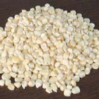 White Maize Seeds