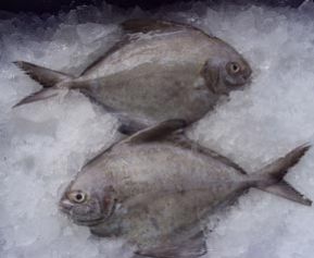 Frozen Fishes