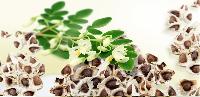 Moringa Products