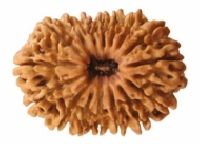 Rudraksha Bead