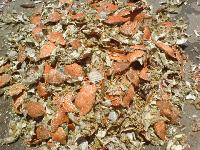 dried crab shell
