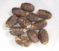 Jatropha Seeds