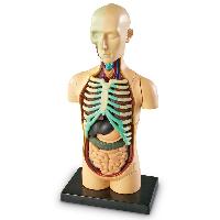 human body part models