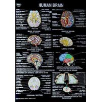 Human Brain Educational Charts