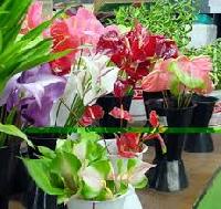 Anthuriums