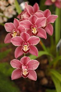 orchids