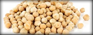 Indian Chickpea