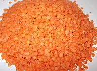 Masoor Pulses