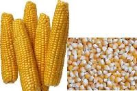 hybrid maize seed