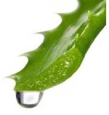 Aloe Vera Gel