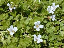 Bacopa Monnieri Extract