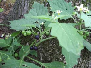 Solanum Nigrum Extract