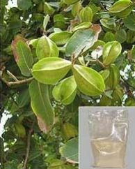 TERMINALIA ARJUNA EXTRACT