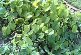 Tinospora Cordifolia Extract