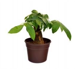 Money Tree Single Dark Brown Fibre Pot