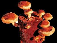 mushroom products