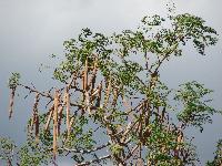 Moringa Oleifera