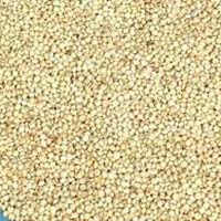 Sorghum Seeds