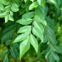 Curry Leaves