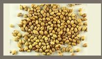 Coriander Seeds