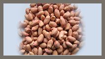 Groundnuts