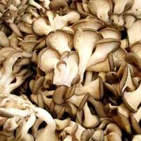 Dry Mushroom