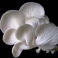 White Oyster Mushroom