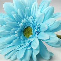 Blue Daisy Flowers